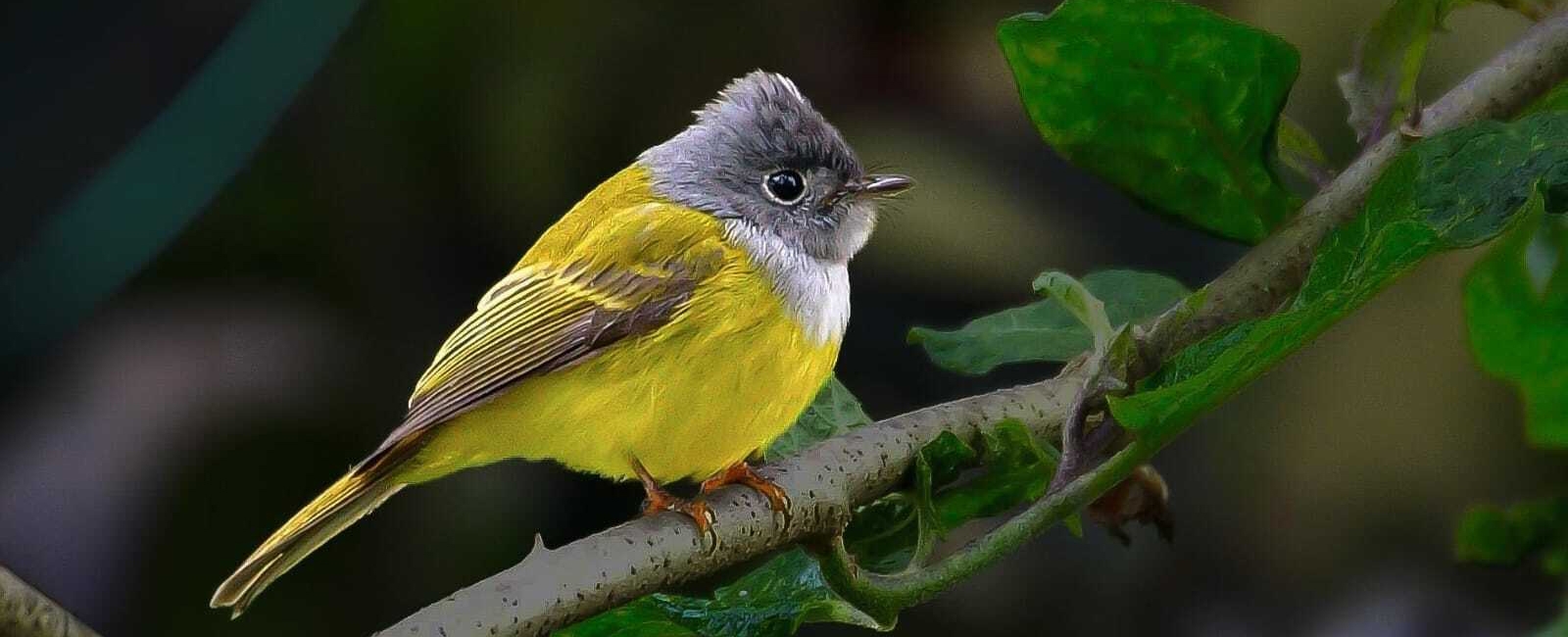 Gray-headed Canary-Flycatcher