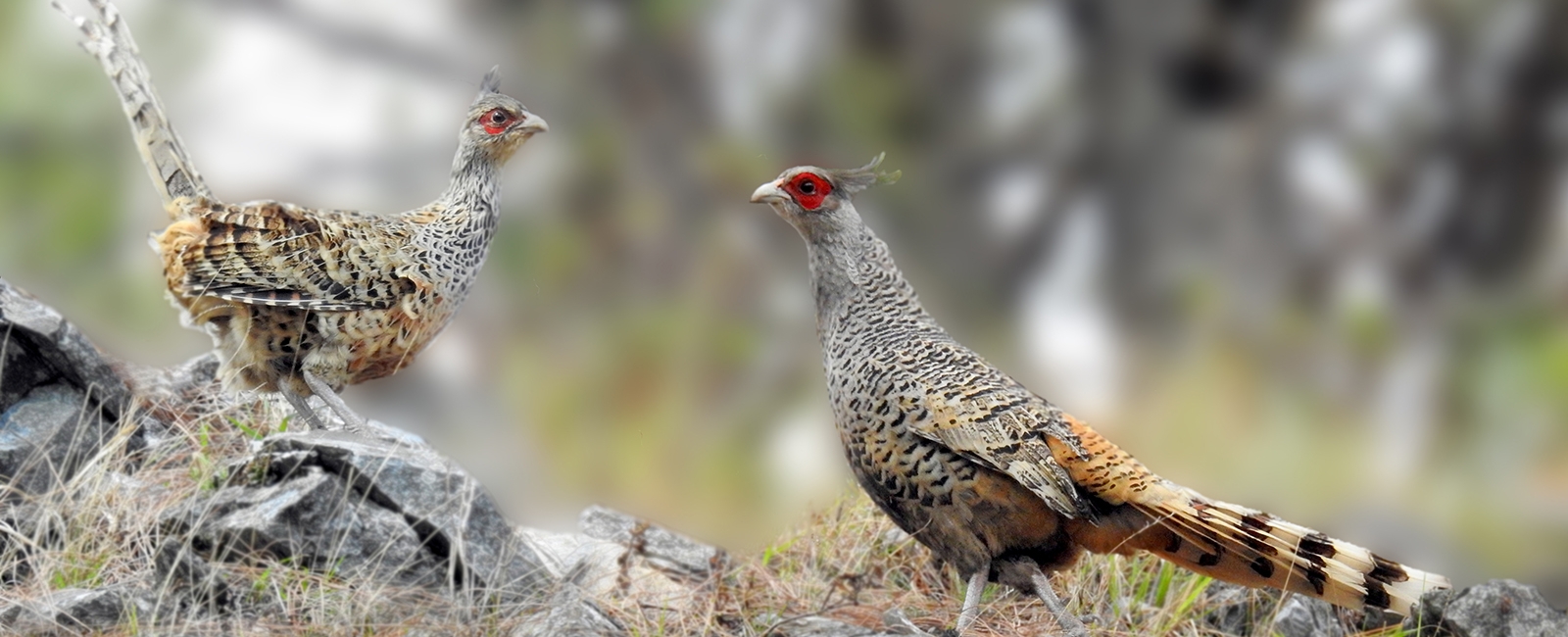 Cheer Pheasant