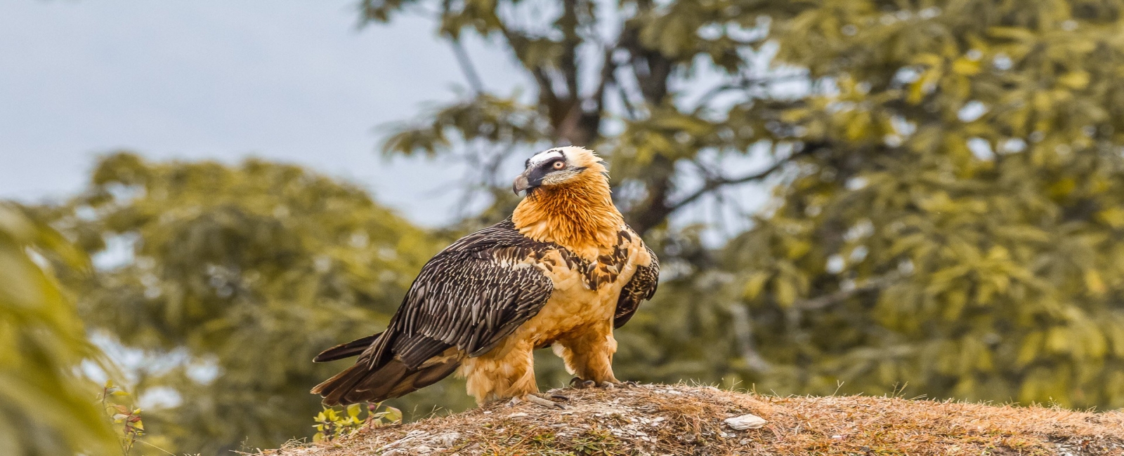 Bearded Vulture