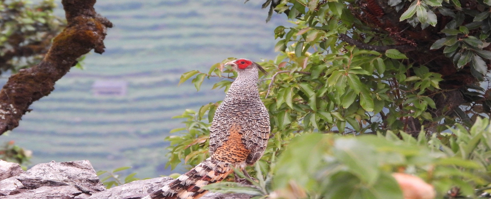 Cheer Pheasant in Dhorpatan Valley