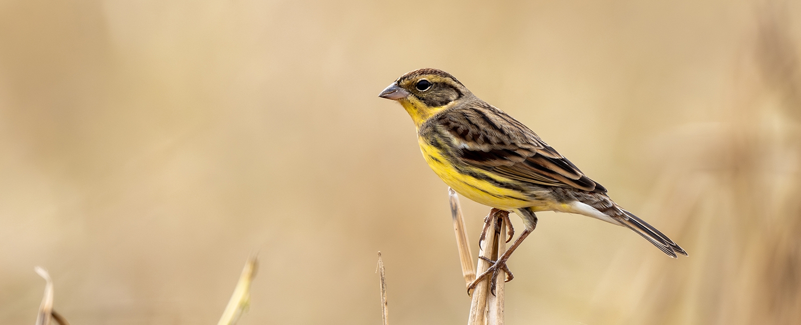 Yellow-breasted Bunting